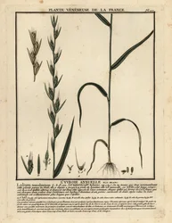 Ivraie enivrante, Lolium temulentum