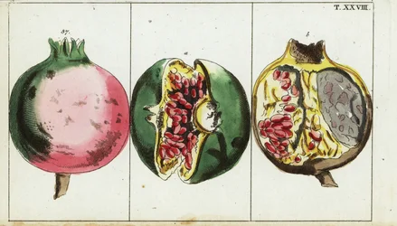 Fruit de grenade, Punica granatum