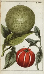 Pamplemousse ou pomelo, Citrus maxima