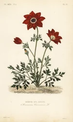 Anémone des jardins, Anemone coronaria