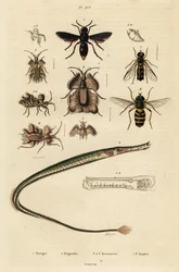 Guêpe potière, poisson-trompette, punaise dorée et syrphe, 1834-1839