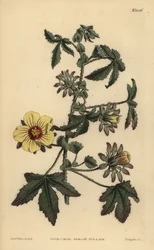 Hibiscus surattensis