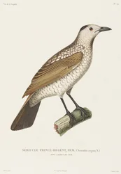 Prince Regent Sericulus, Nouvelle-Galles du Sud, Australie