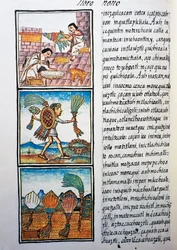 Traitement des plumes, texte en nahuatl, fac-similé du Codex Florentin