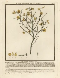 Genêt purgatif, Cytisus purgans