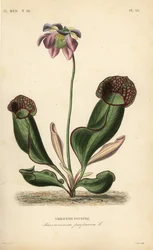 Sarracénie pourpre, Sarracenia purpurea
