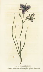 Fleur de coquillage pourpre de Nouvelle-Galles du Sud, Australie