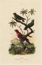 Perroquet pygmée, Micropsitta pusio, et lori à calotte noire, Lorius lorry