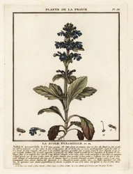 Bugle pyramidal, Ajuga pyramidalis