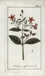 Quinquina (Cinchona officinalis)