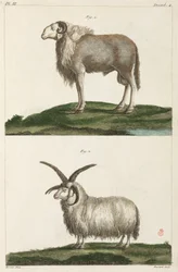 Béliers