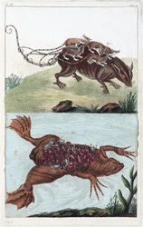 Rat et crapaud, transportant leur portée sur le dos