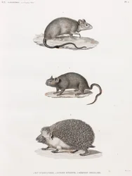 Rat d