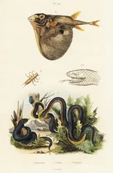Serpent noir à ventre rouge et poisson-globe à trois dents