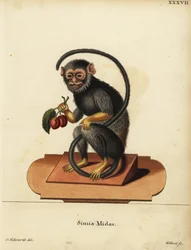 Tamarin à mains rouges ou dorées, Saguinus midas. Simia midas. Gravure sur cuivre en couleur par Joseph Kellner d