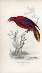 Lori rouge, Eos rubra. Psittacus caeruleatus. Lithographie de Joseph Kidd, d
