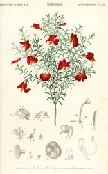 Leschenaultia rouge, Leschenaultia formosa (gravure)