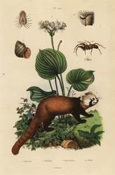 Panda roux, Ailurus fulgens, en danger, lys de Noël du nord, Proiphys amboinensis, escargot de rivière, Viviparus viviparus, et araignée, espèce Palpimanus