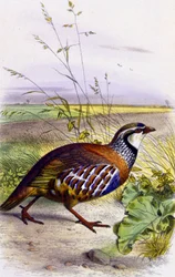 Perdrix rouge, vers 1850 (lithographie)
