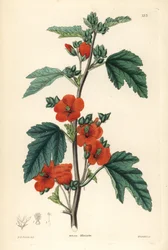 Mauve globulaire, Sphaeralcea miniata