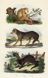 Loris mince rouge, Loris tardigradus en danger, loup, Canis lupus, et loutre d