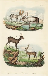 Renne, Rangifer tarandus 1, élan, Alces alces 2, cerf élaphe, Cervus elaphus 3, et chevreuil européen, Capreolus capreolus 4