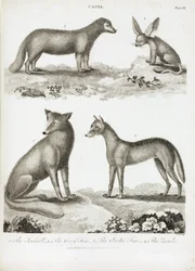 Renards et chacals