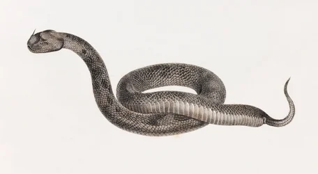 Reptiles : Une vipère