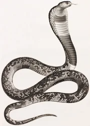 Reptiles : Un Aspic