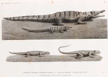 Reptiles : crocodiles et stellions