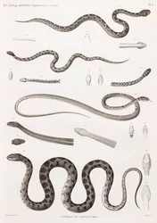 Reptiles : Vipères et serpents