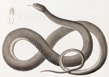 Reptiles : illustration d