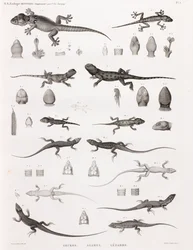 Reptiles : geckos, agames, lézards
