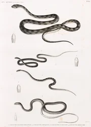 Reptiles : série d