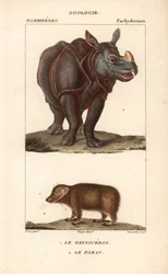 Rhinocéros et daman ou clade