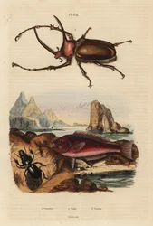 Scarabée rhinocéros, Golofa porteri, poisson-perroquet crétois, Scarus creticus, et scarabée Scarites buparius