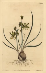 Albuca vittata