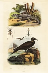 Agame des rochers et labbe parasite (1834-1839) (gravure)