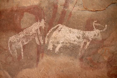 Art rupestre, Préhistoire : Peinture rupestre de bovins blancs et bicolores dans un abri orné, dans le massif de l