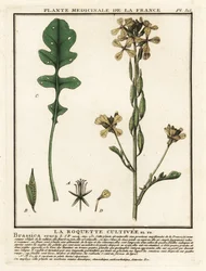 Roquette, Eruca vesicaria