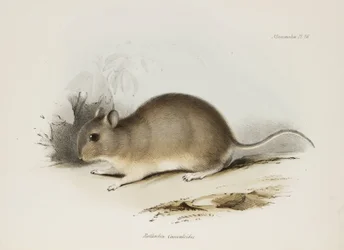 Rongeur, vers 1832-1836