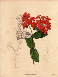 Rondeletie écarlate ou odorante (Rondeletia odorata), illustration par Augusta Innes Withers, dans The Botanist, série par Benjamin Maund
