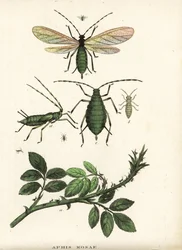 Puceron du rosier, Aphis rosae, sur un rosier. Lithographie en couleur de la Galerie d
