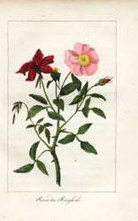 Rose du Bengale, Rosa indica. Gravure sur cuivre coloriée à la main d