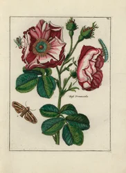 Rose, variété Rosa provincialis, avec insectes - Lithographie attribuée à Paul Theodor van Brussel, auteur du bouquet de couverture, ou A.Bres., influencé par Nicolas Robert, publiée dans Nederlandsch Bloemwerk (Composition Florale Néerlandaise)