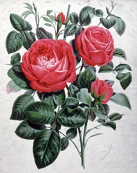 Roses, vers 1850 (gravure)