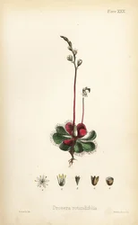 Drosera à feuilles rondes, Drosera rotundifolia. Lithographie en couleur par Henry Sowerby de Flora Homeopathica d
