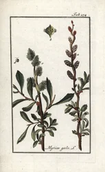 Poivre royal ou myrte des marais (Myrica gale). Lithographie de « Afbeelding der Artseny-Gewassen » par Johannes Zorn (1739-1799), Pays-Bas