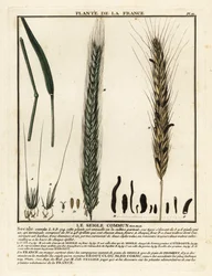 Seigle, Secale cereale