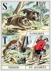 S T U : Sanglier, Terrier, Un accident - L